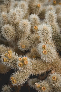 Full frame shot of succulent plant