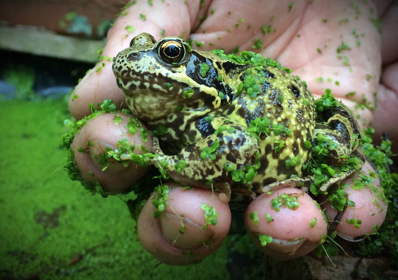 animal themes, animals in the wild, one animal, wildlife, close-up, reptile, green color, focus on foreground, nature, frog, indoors, no people, day, animal head, plant, beauty in nature, selective focus, turtle, green