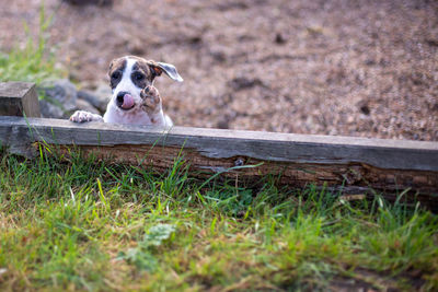 Portrait of dog on field