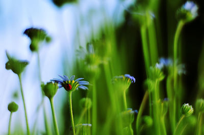 Close-up of flowering plants on field