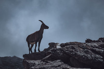 Horse standing on rock against sky