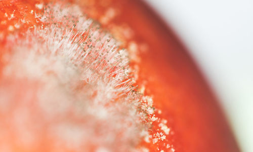 Extreme close-up of mold on nectarine against white background