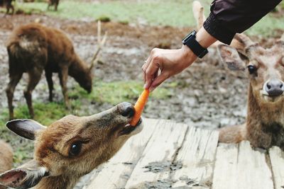 Close-up of cow feeding