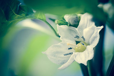 Close-up of white flowering plant