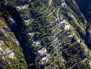 High angle view of trees in forest