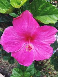 Close-up of pink hibiscus flower