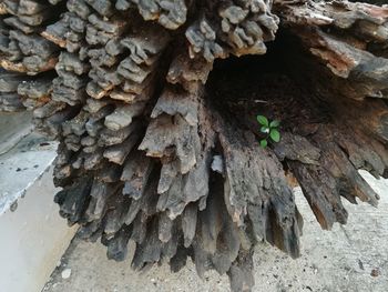 High angle view of mushrooms growing on tree trunk