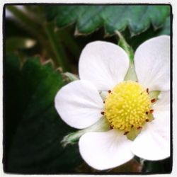 Close-up of white flowers