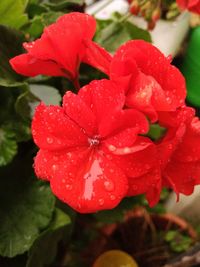 Close-up of wet red flower