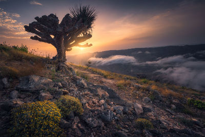 Scenic view of landscape against sky during sunset