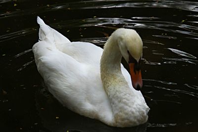 Swan swimming in lake
