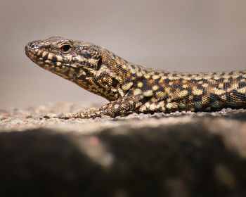 Close-up of lizard