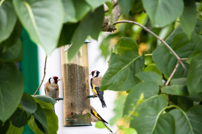 Two birds perching on bird feeder behind the tree, european goldfinch, carduelis carduelis 