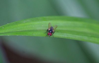 Close-up of insect on leaf