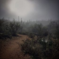 Scenic view of grassy field against sky