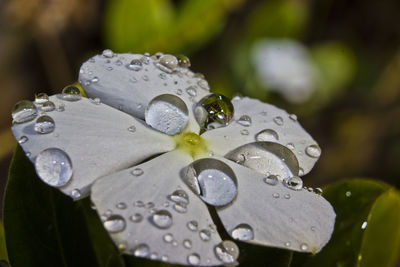 Close-up of water drops on leaves