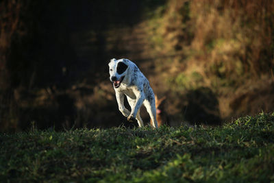 Dog running on field