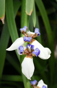 Close-up of white iris flower