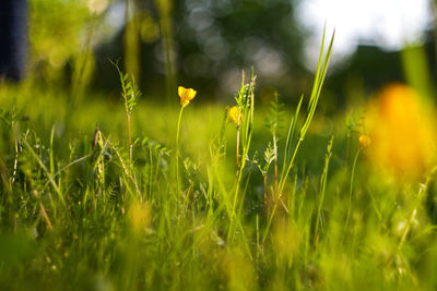 green