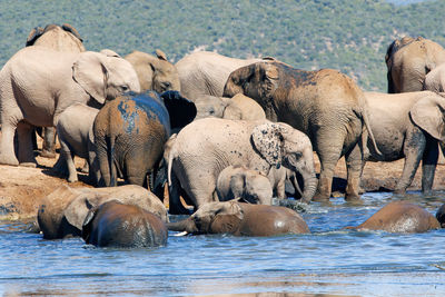 Elephant drinking water