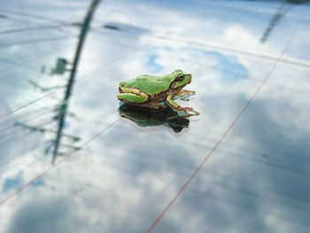 Frog on my car