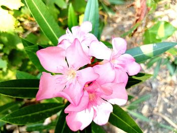 Close-up of pink flowers