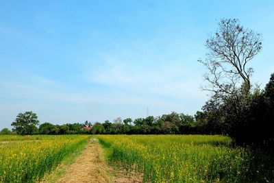 Scenic view of field against cloudy sky