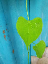 Close-up of fresh green leaf