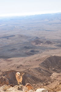 High angle view of deer on mountains during sunny day