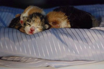 Cat sleeping on couch