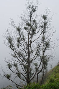 Low angle view of bare tree against sky