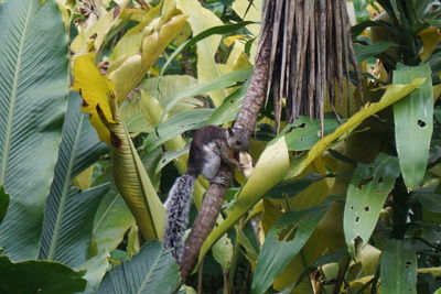 Close-up of tree by plants