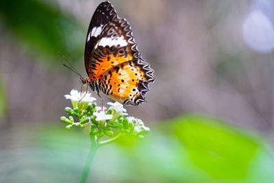 Close-up of butterfly pollinating on flower