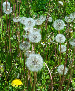 Close-up of flowers blooming outdoors