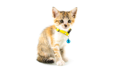 Portrait of a cat over white background