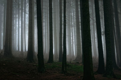 View of trees in forest