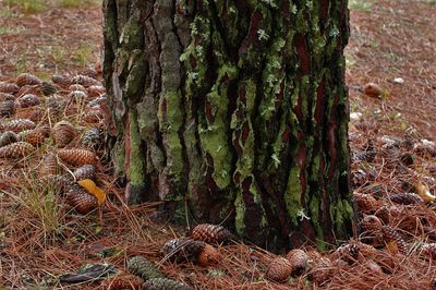 Close-up of moss growing on tree trunk