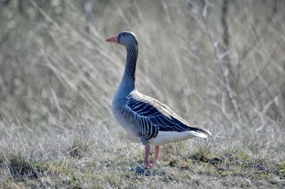 Close-up of toulouse goose perching on field