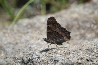 Close-up of butterfly on rock