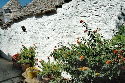 Flowers growing outdoors