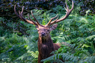 Portrait of deer in a forest