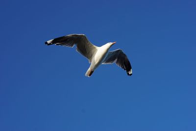 Low angle view of seagull flying against clear blue sky