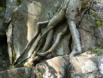 Close-up of tree