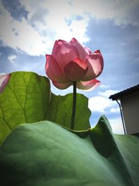 Close-up of pink tulip blooming against sky