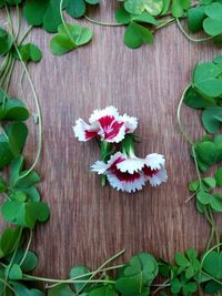 Directly above shot of flowering plant leaves on wood