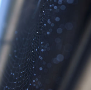 Close-up of water drops on spider web