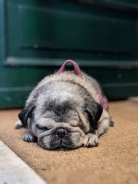 Close-up of a dog sleeping