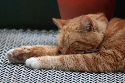 Orange cat resting