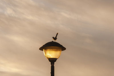 Low angle view of a bird on illuminated street light against sky