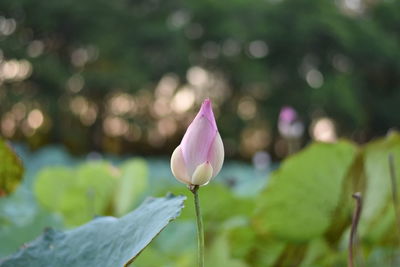 Close-up of pink water lily